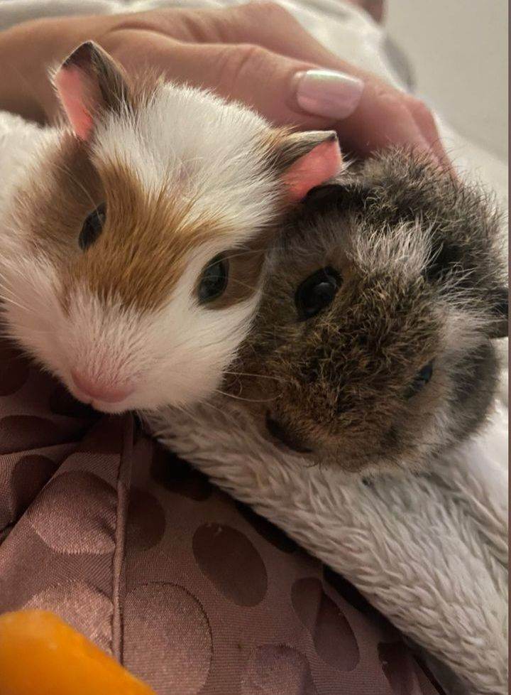 Guinea pigs x 2 boys 