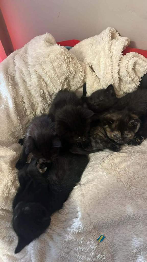 Cute black kittens 