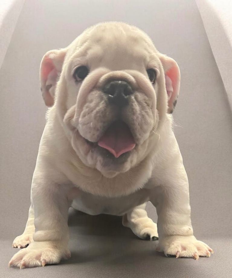 KC English Bulldog puppies gorgeous genuine breed colours