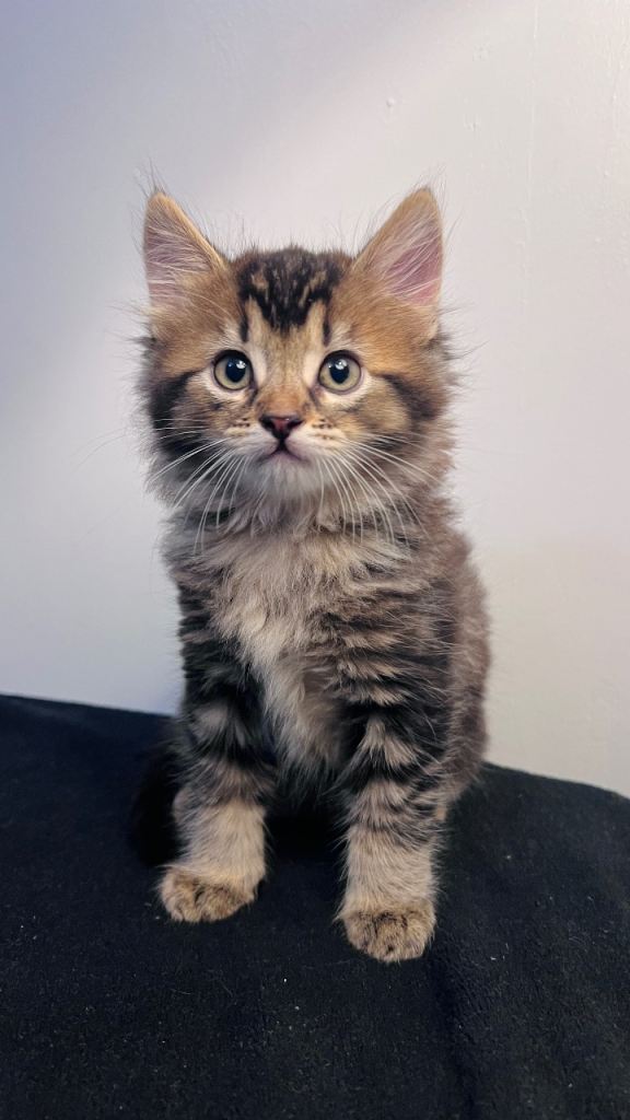 4 Adorable Bengal Kittens
