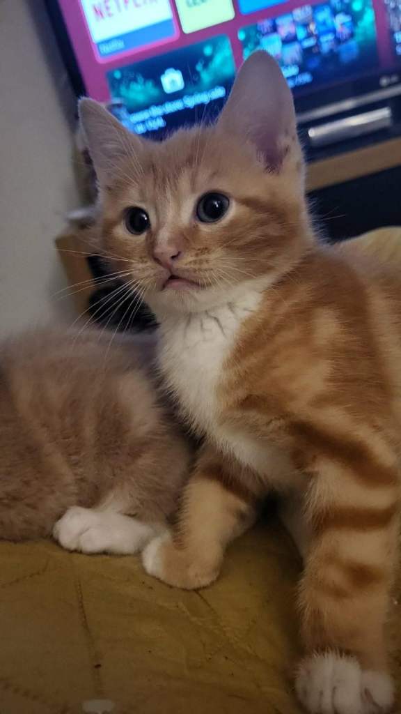 Ginger tabby kitten