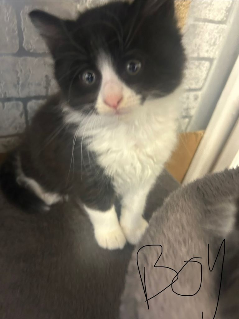 Cute kittens for sale ready now 