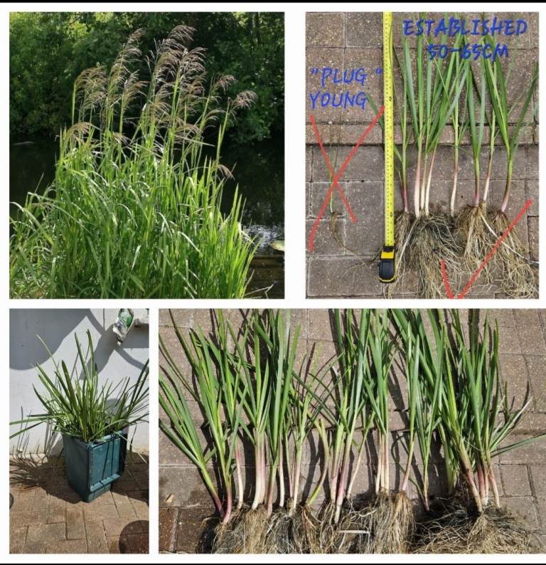 Pond Water Plants Reeds Grasses 