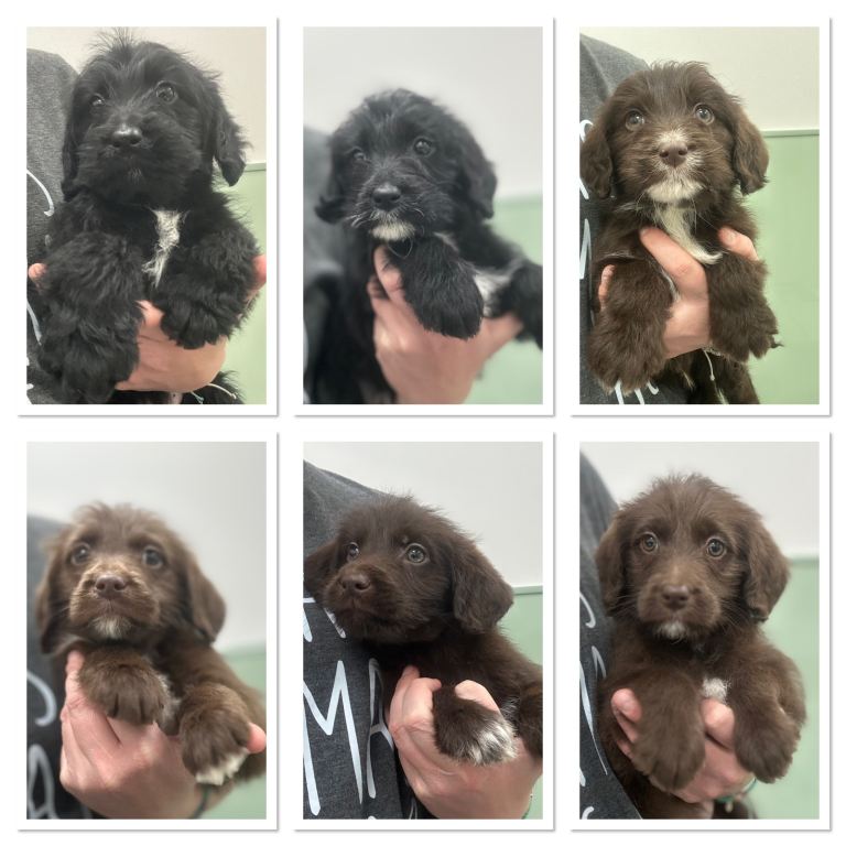 Labradoodle Puppies Ready Now 
