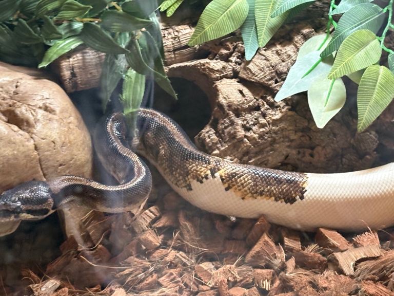 Wanted 4’vivarium