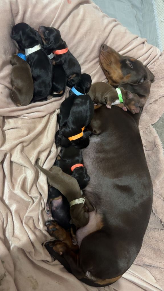 Miniature dachshunds 