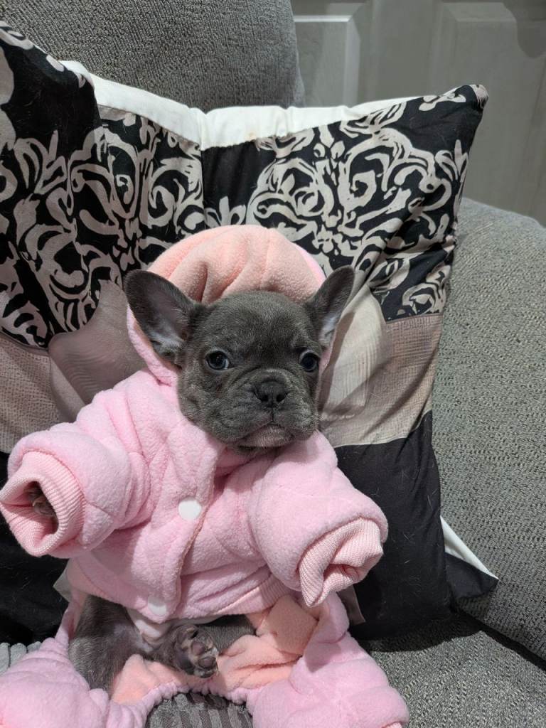 french bulldog pups adorable 