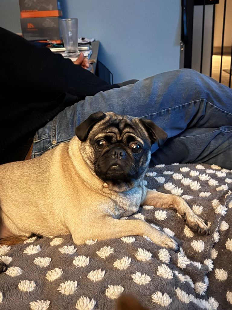 Pug in need of new home 