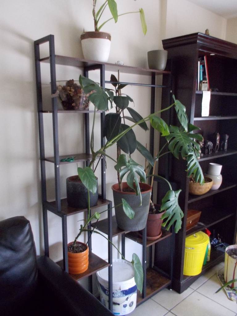 Plant Display  Brown and Black