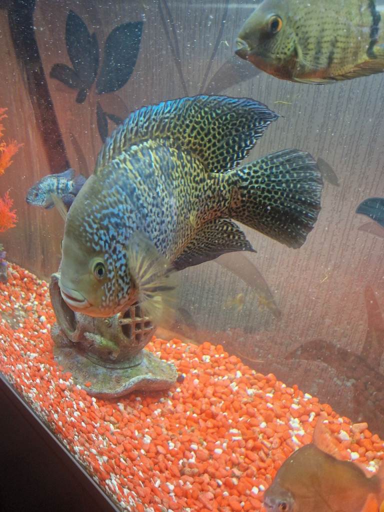 14 inch jaguar hybrid 