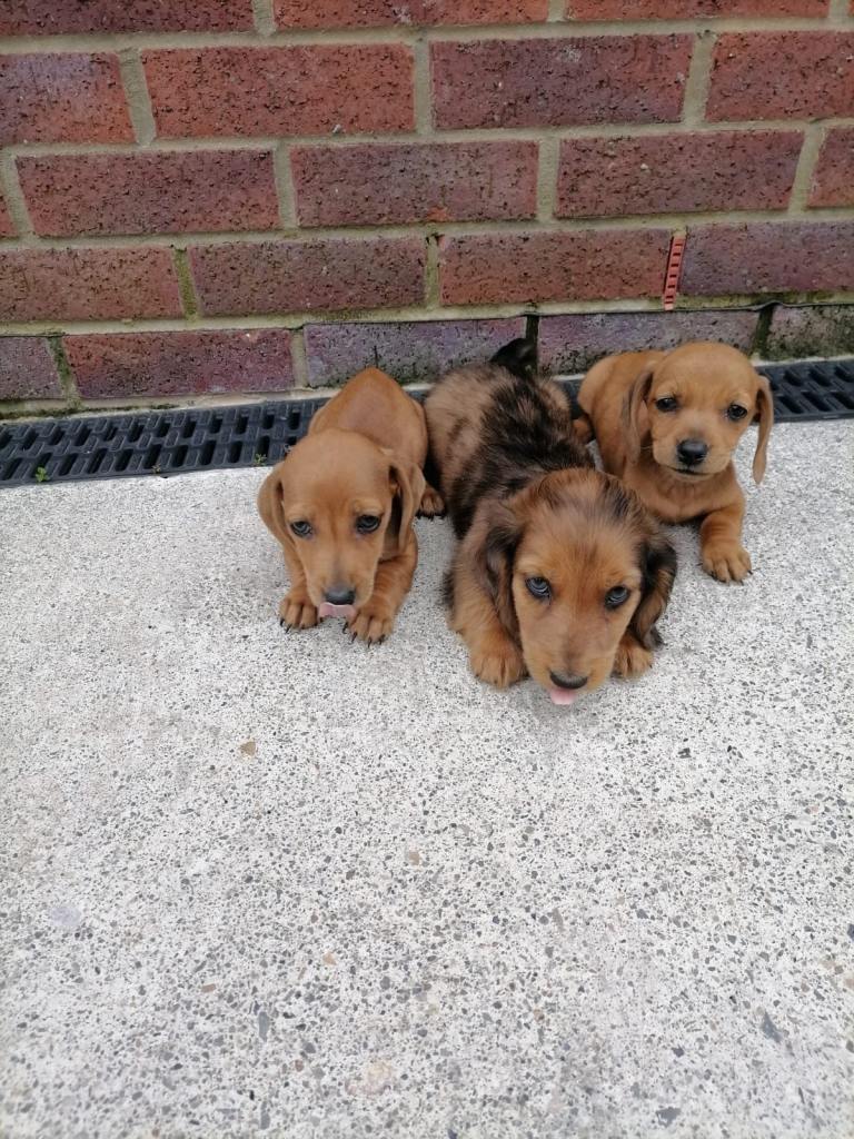 Dachshund Puppies
