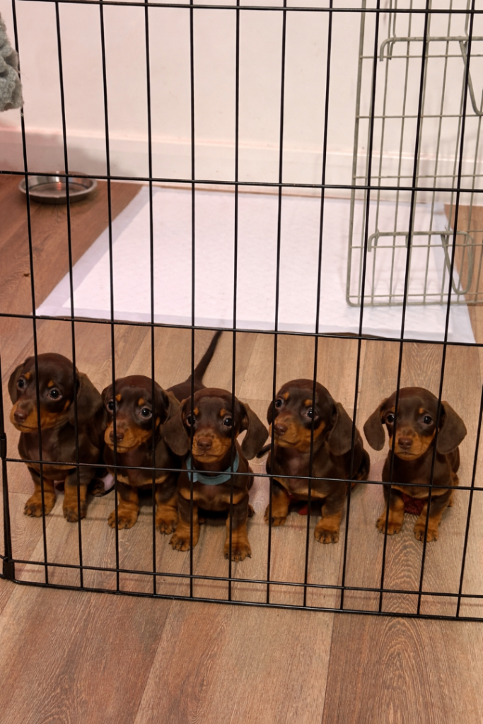 KC REG MINIATURE DACHSHUNDS