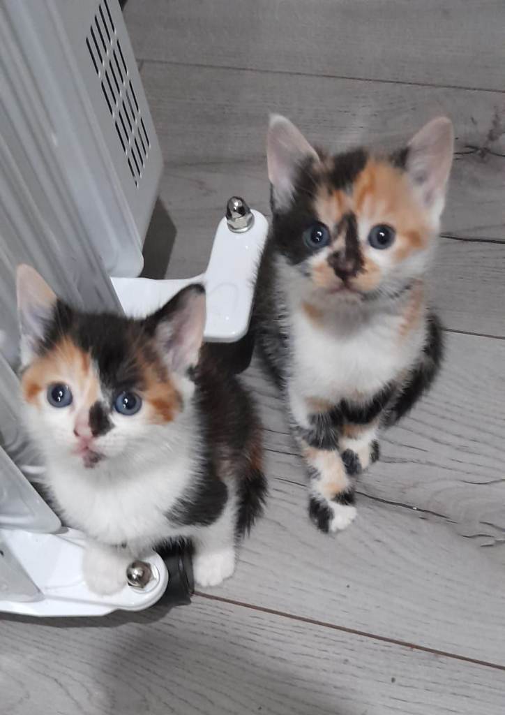 ADORABLE KITTENS 