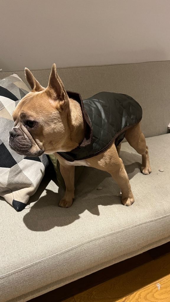 Small dog coat - Barbour style