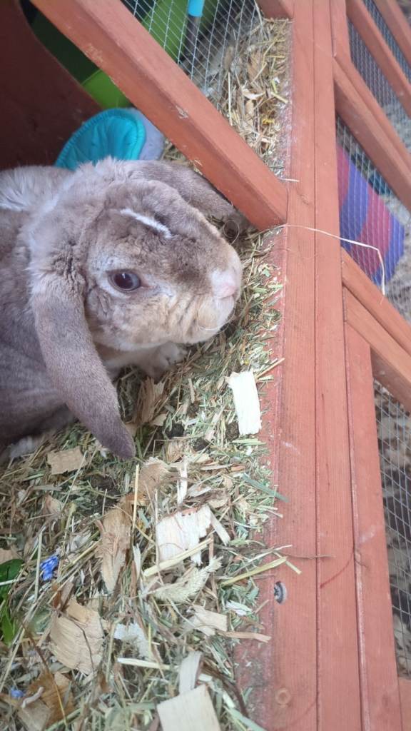 Rabbit for sale comes with cage and food 
