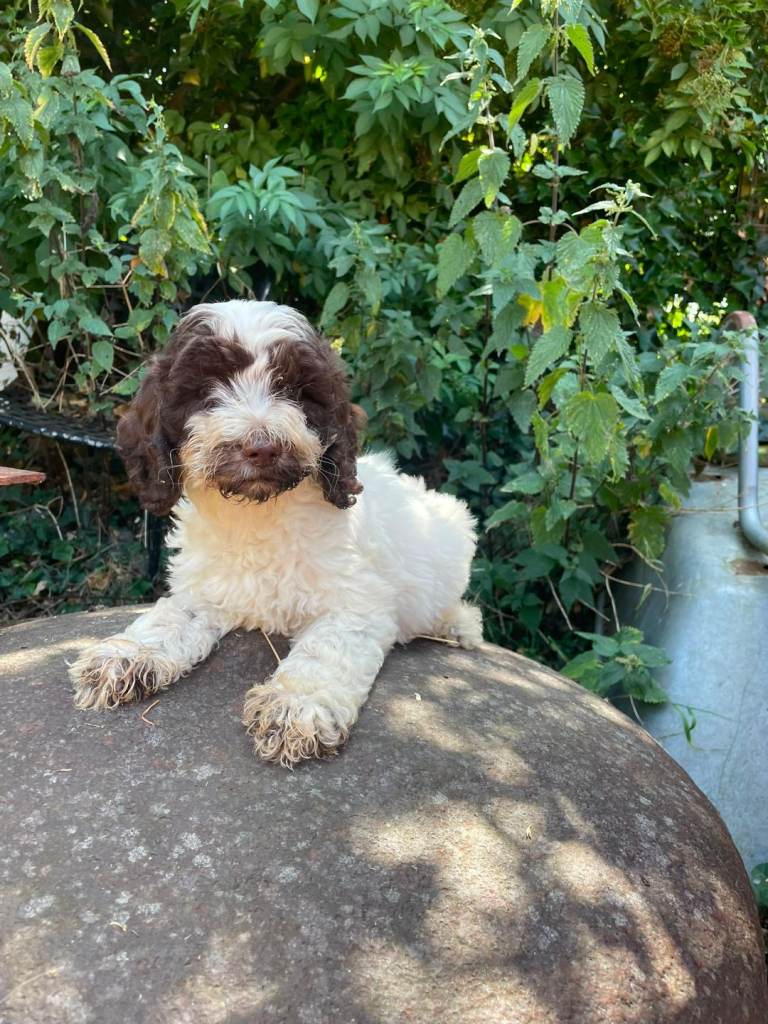 Cockapoo boy 