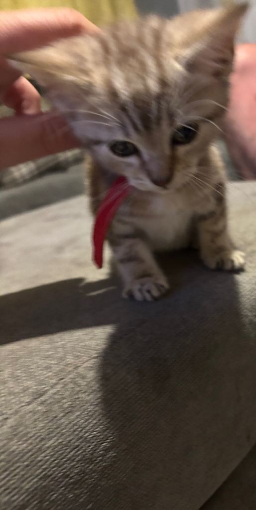 Kittens for sale