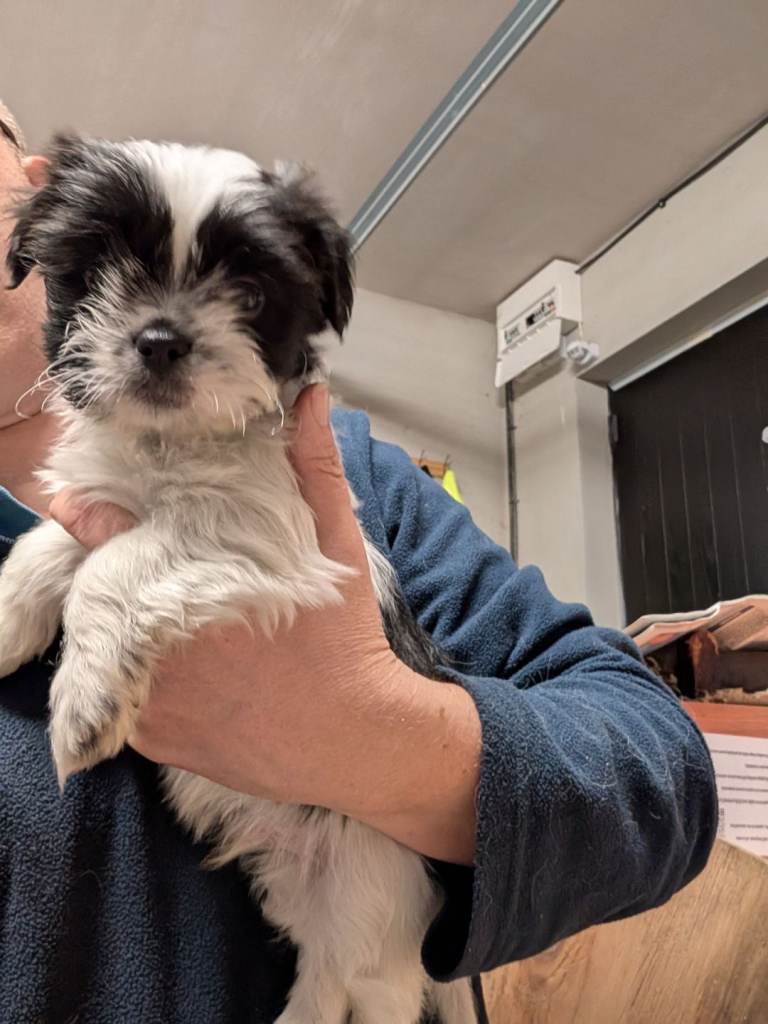 Shih Tzu pups - only two left 