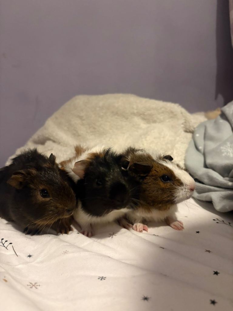 3 male Guniea pigs 