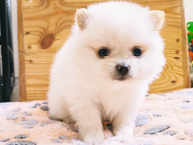 White cream Pomeranian puppies 