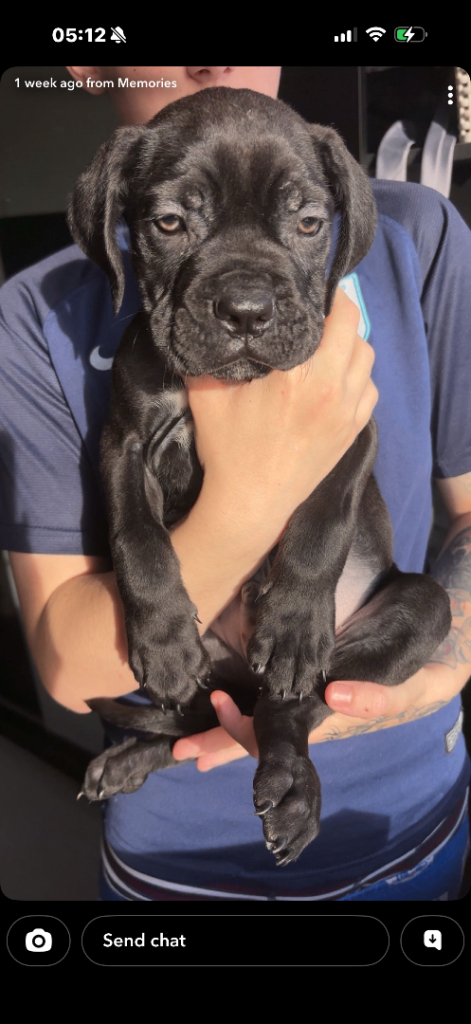 CaneCorso puppy’s 