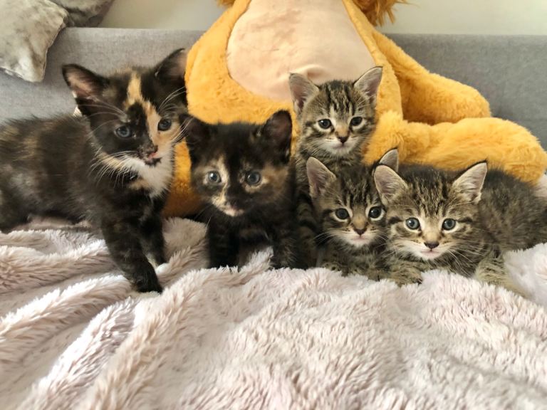 Adorable Kittens for Sale