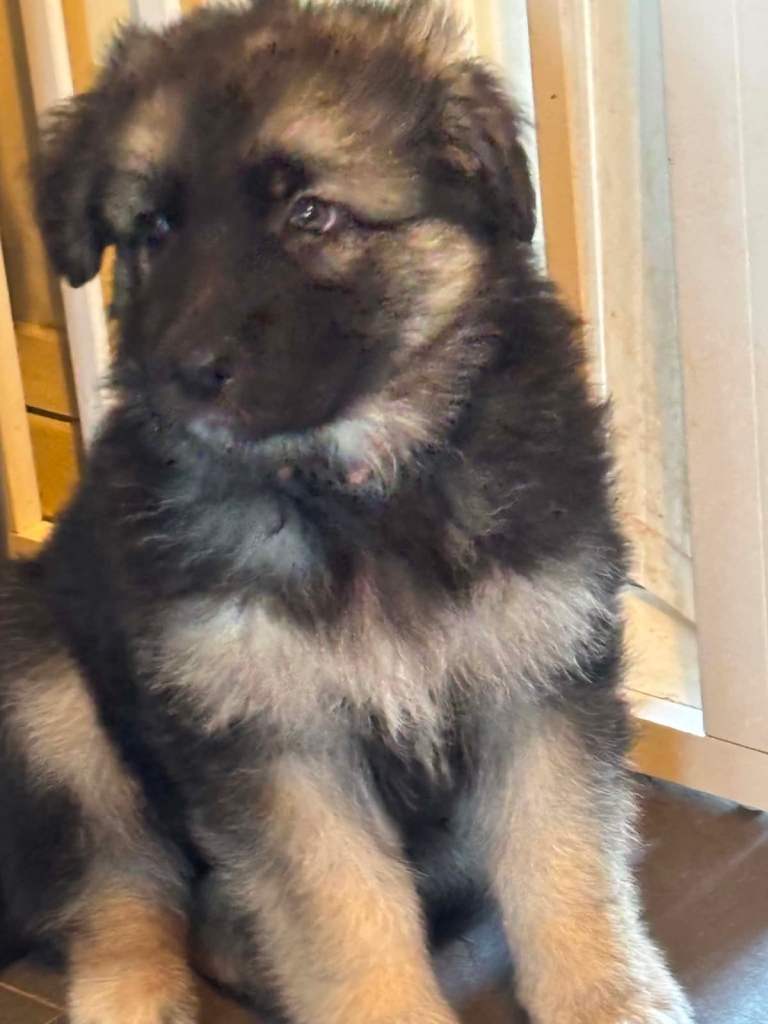 Family Raised Straight Backed German Shepherd puppies