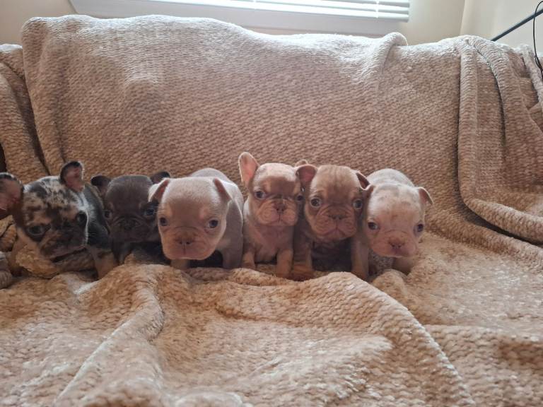 French bulldog puppys KC registered 