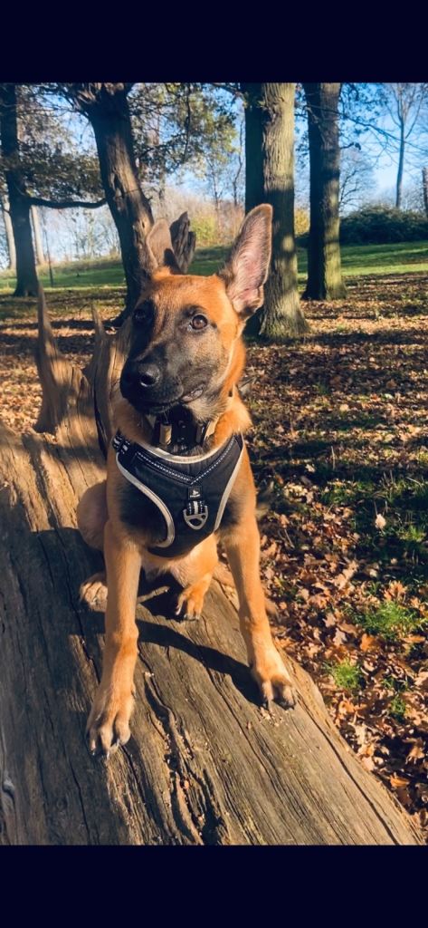 7 months old Belgian Malinois 