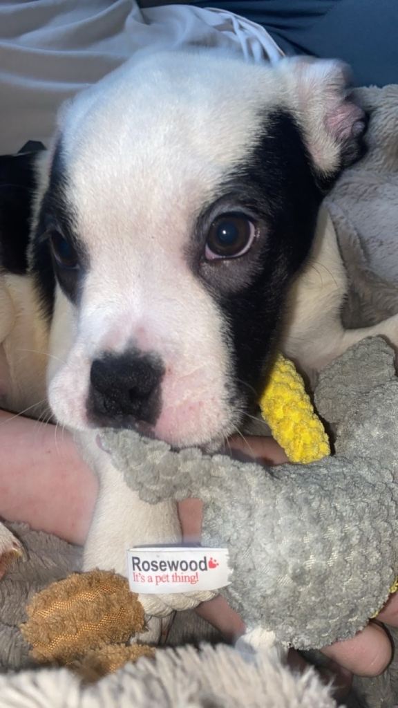American bulldog x french bulldog puppy