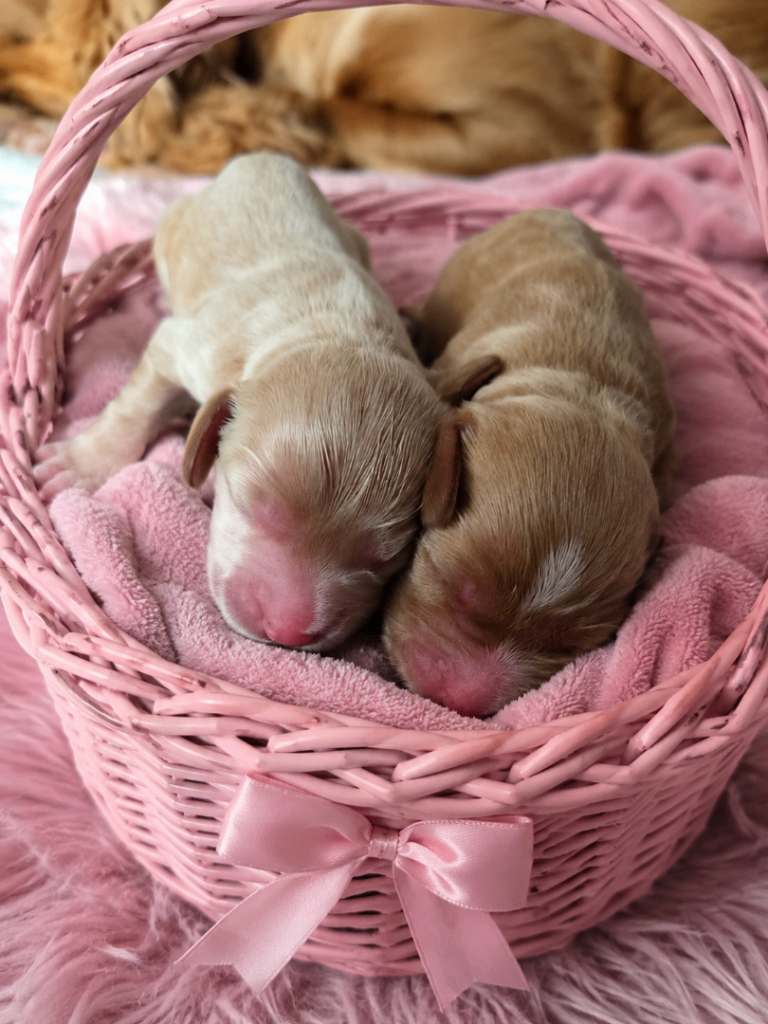 Beautiful Cocker Spaniel x Cavapoo Puppies – 2 Girls! 🐾🎀