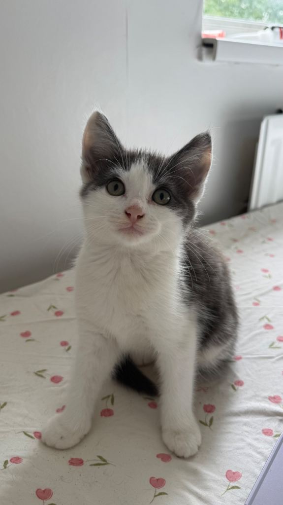 Beautiful male kittens for sale 