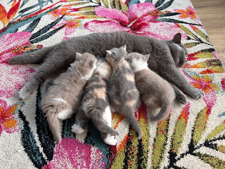 GCCF registered British Shorthair Kittens 