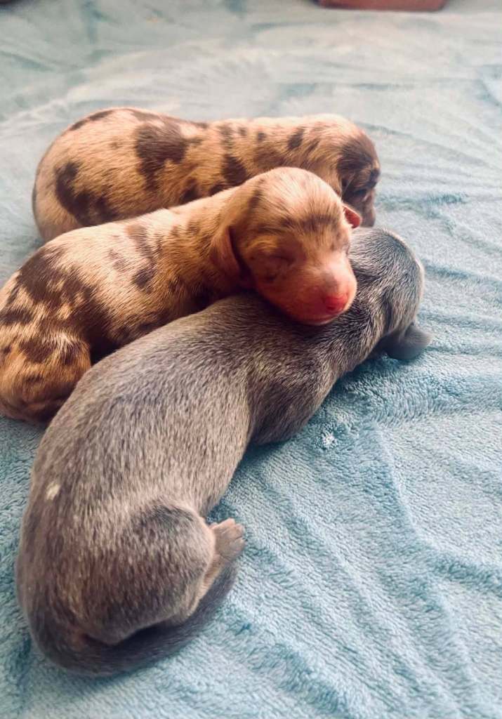 Beautiful, Exceptionally Petite Miniature Dachshund Boys – DNA & PRA Clear