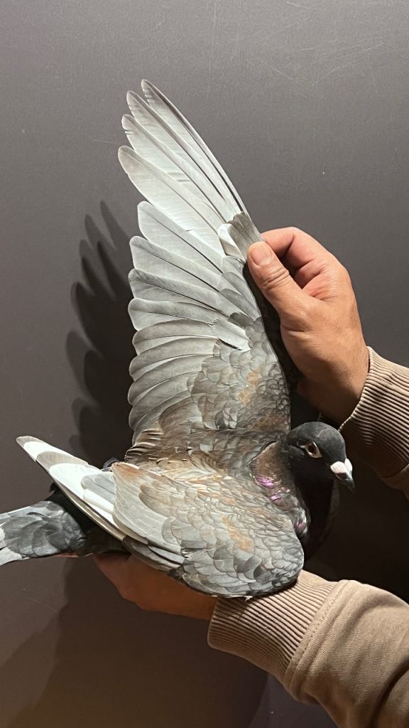 Colour Racing Pigeon 