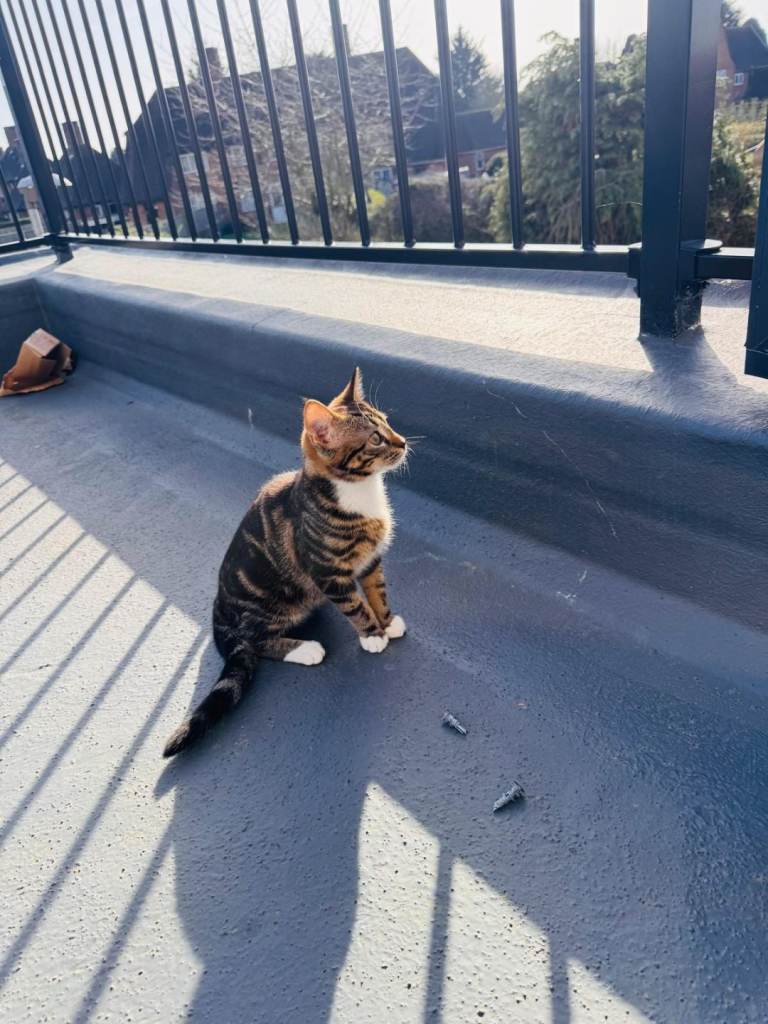 CUTE 6 MONTHS KITTEN