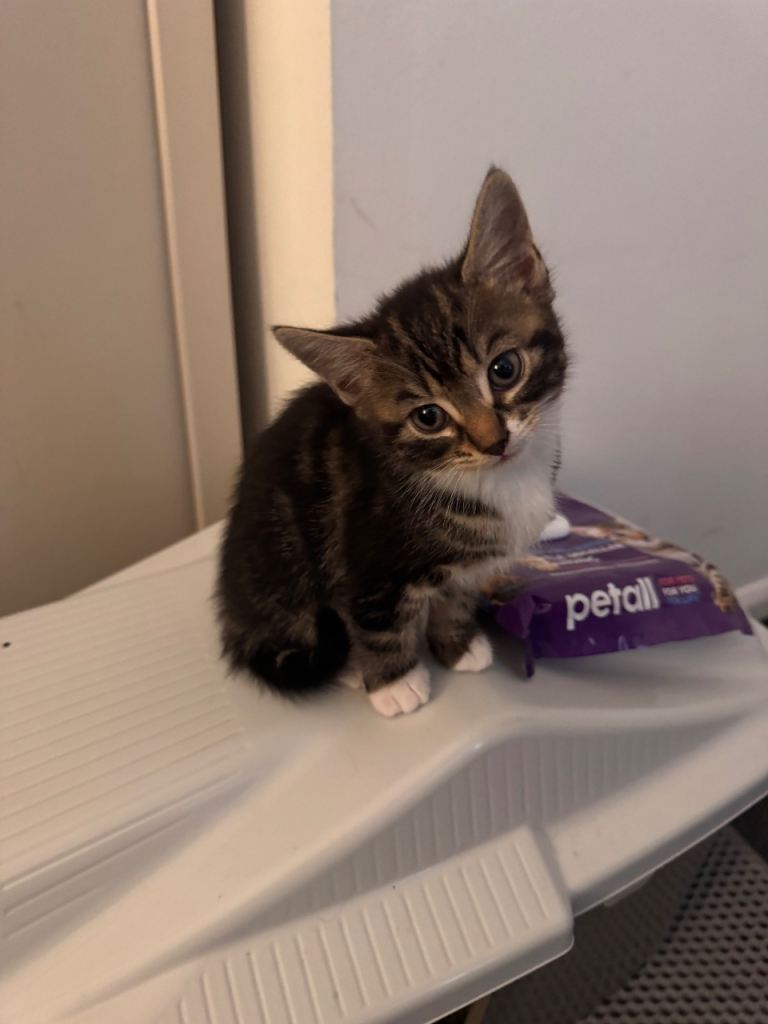 3 Lovely Kittens looking tor new Homes