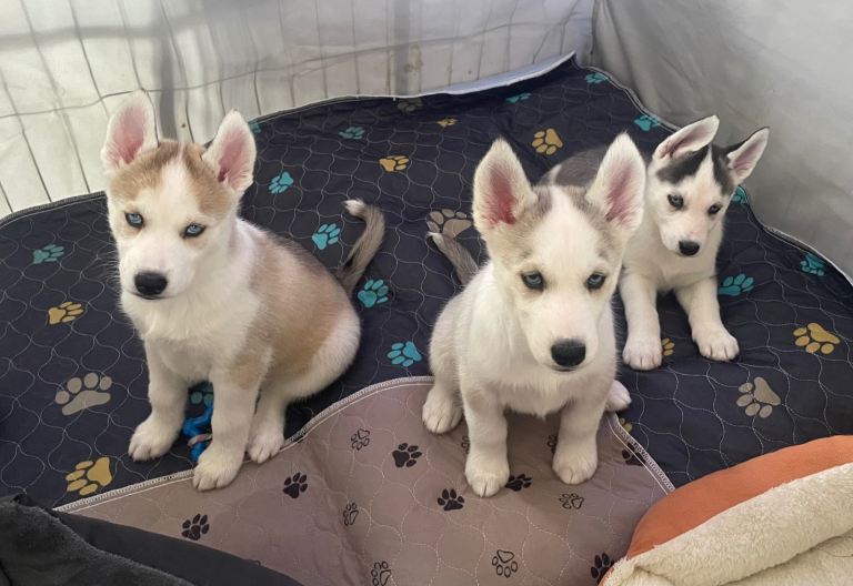 Siberian Husky Puppies Pure Bred Blue Eyed