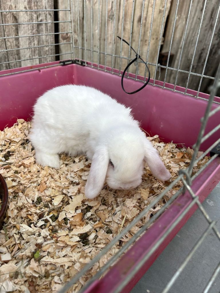 Rabbits for new ho