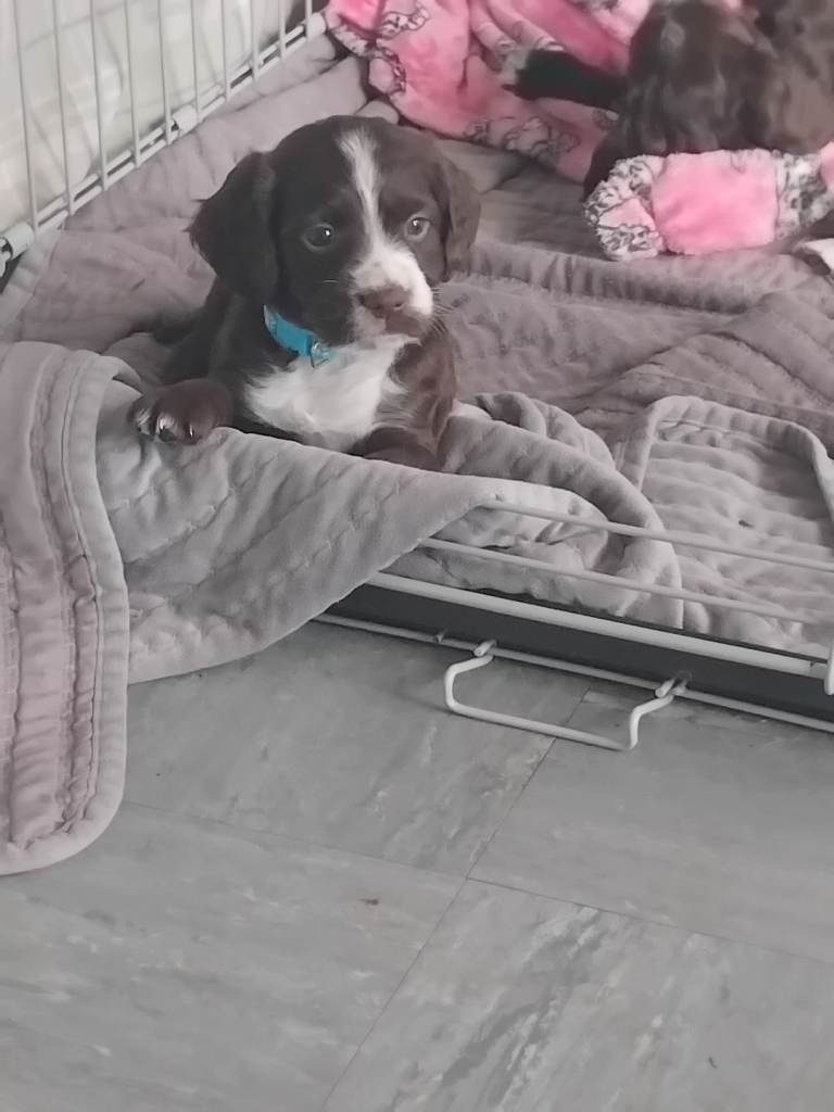 Male sprocker for sale 
