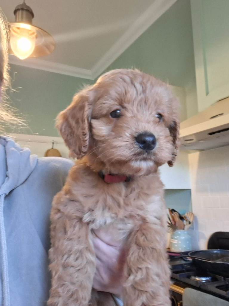 Gorgeous F1 Toy Cockapoo puppies 