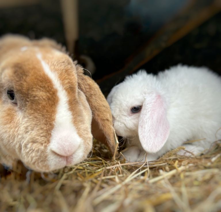 Mini Plush Lop Rabbit Babies