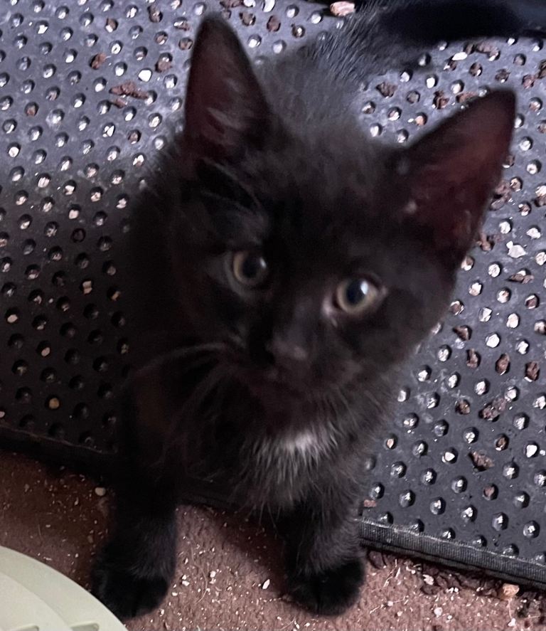 Kittens