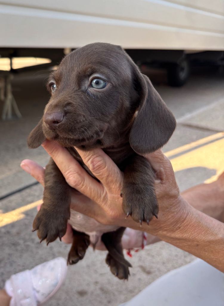 Beautiful short haired short legged dachshunds