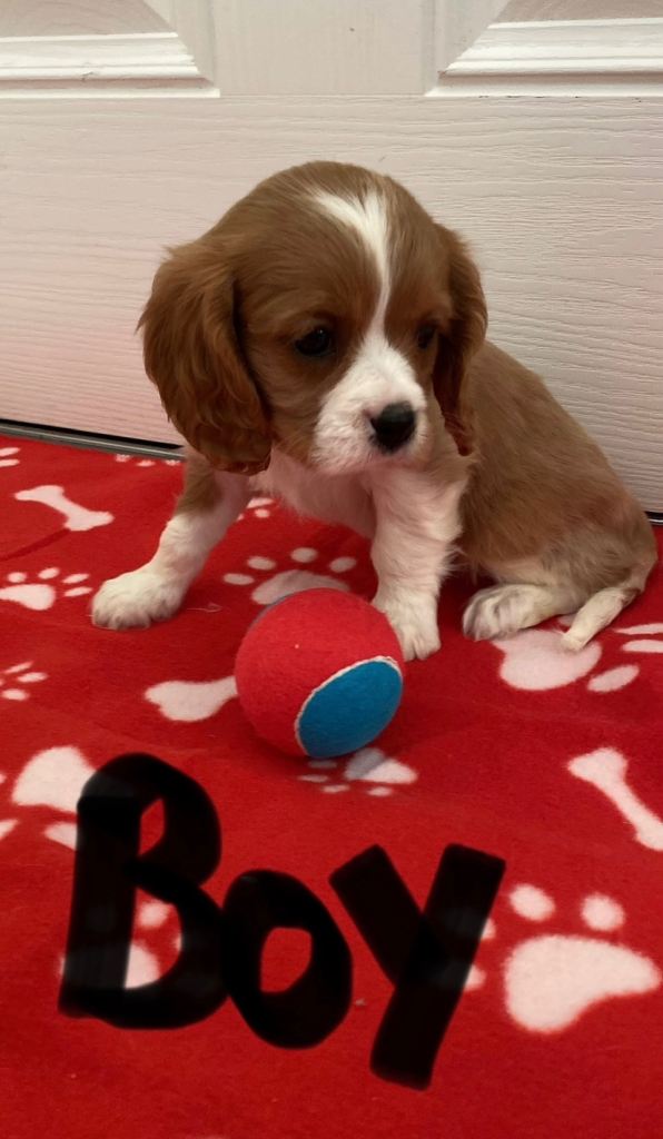 Kc cavalier puppy’s available 🐶⭐️⭐️⭐️⭐️⭐️