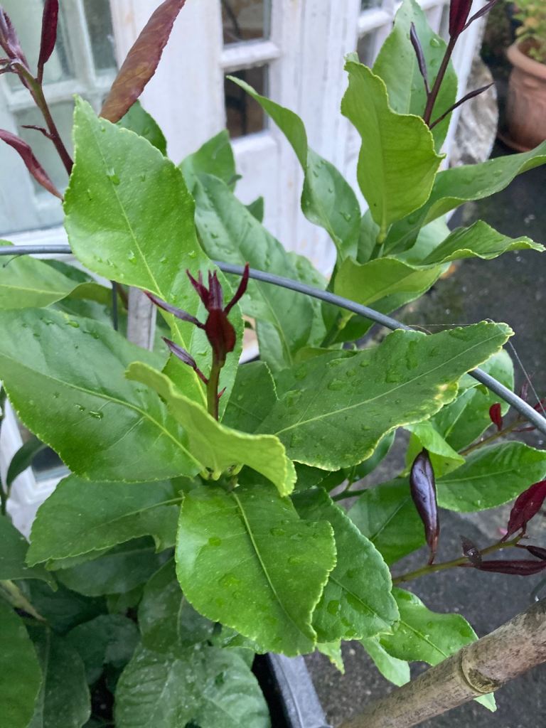 Lemon plant in a large fake stone pot 