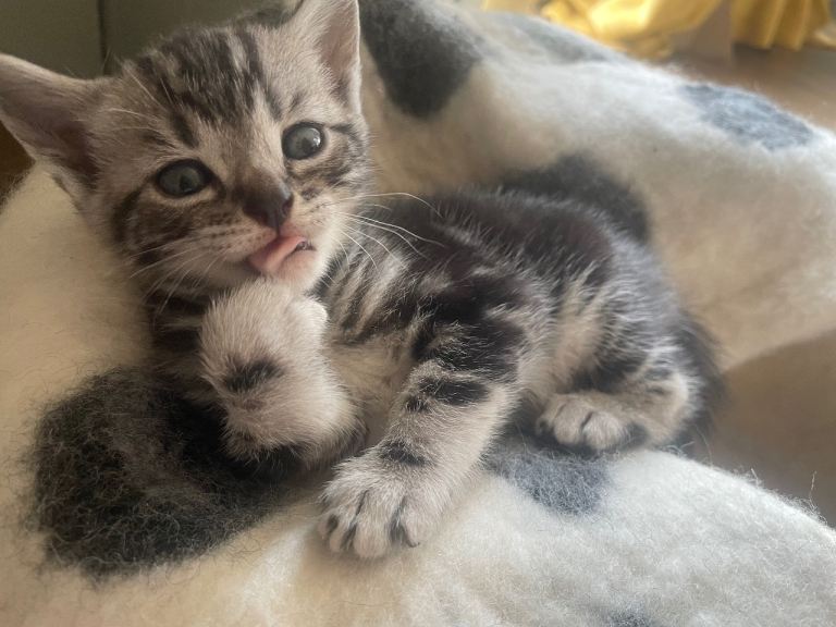 Beautiful bengal kittens for sale
