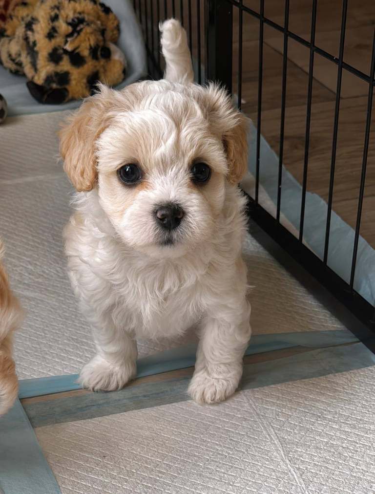 Malteepoo puppy's 