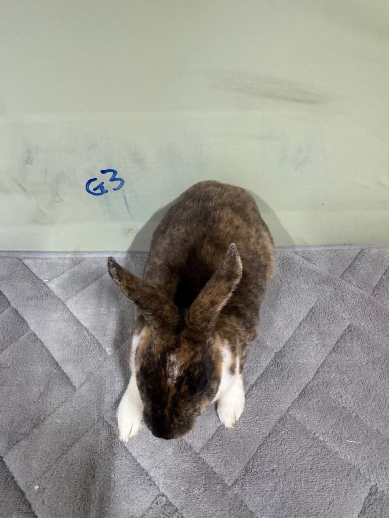 Selection of rabbits mini Rex, mini lop