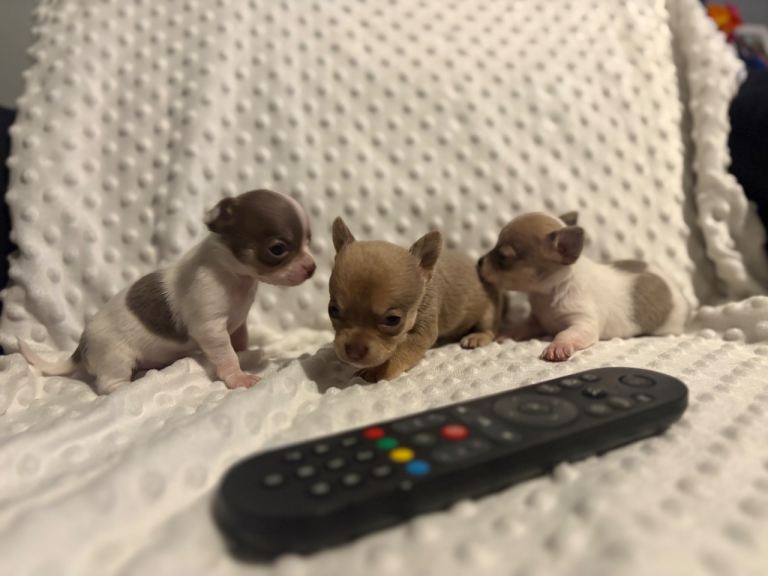 Pedigree chihuahua puppies 🐾 extra extra small 